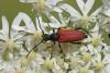 Anastrangalia sanguinolenta